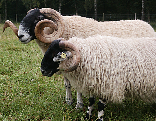 Brian und Che&nbsp;&mdash; Vater und Sohn